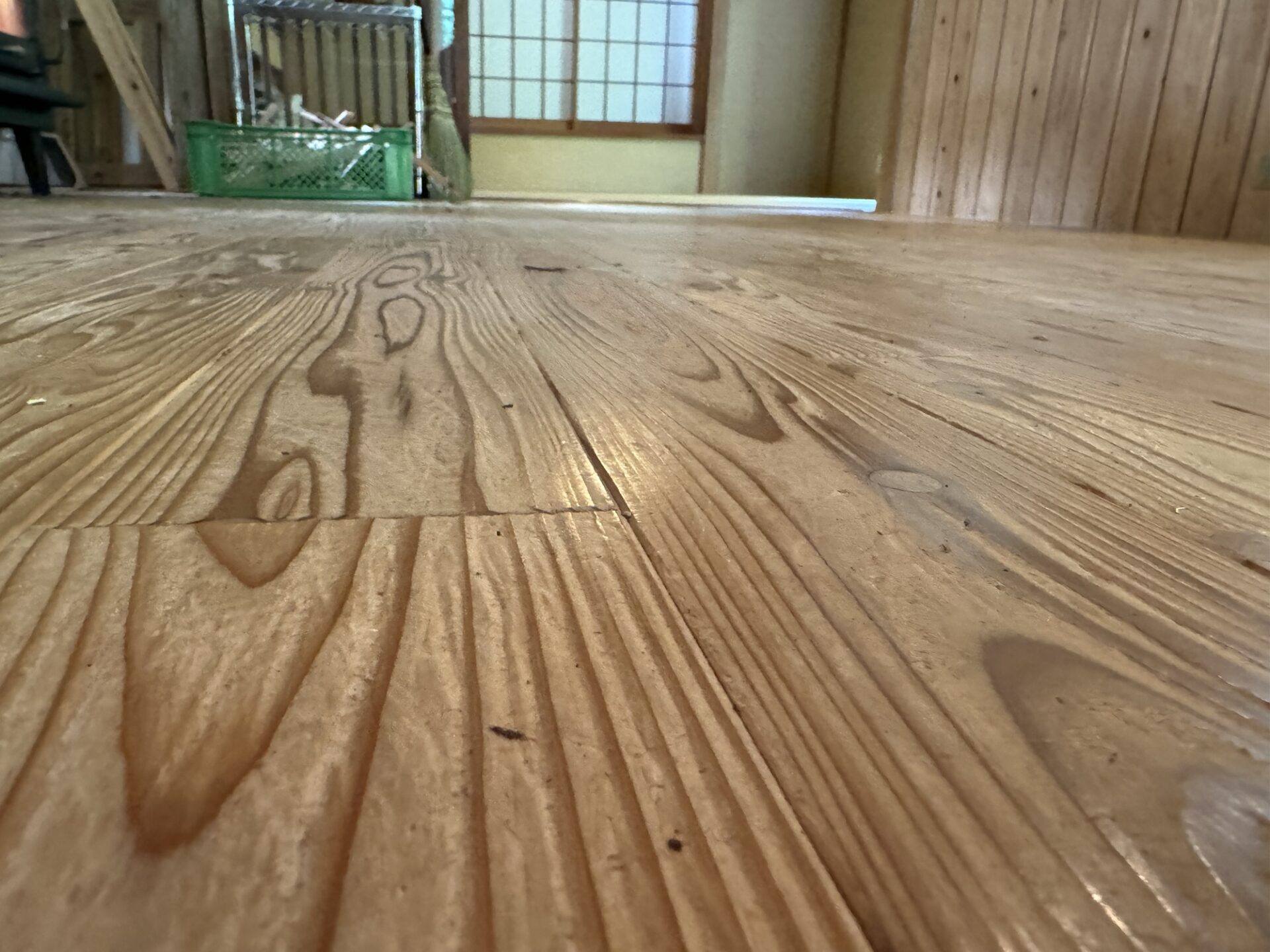 外で見つけたヤスデ