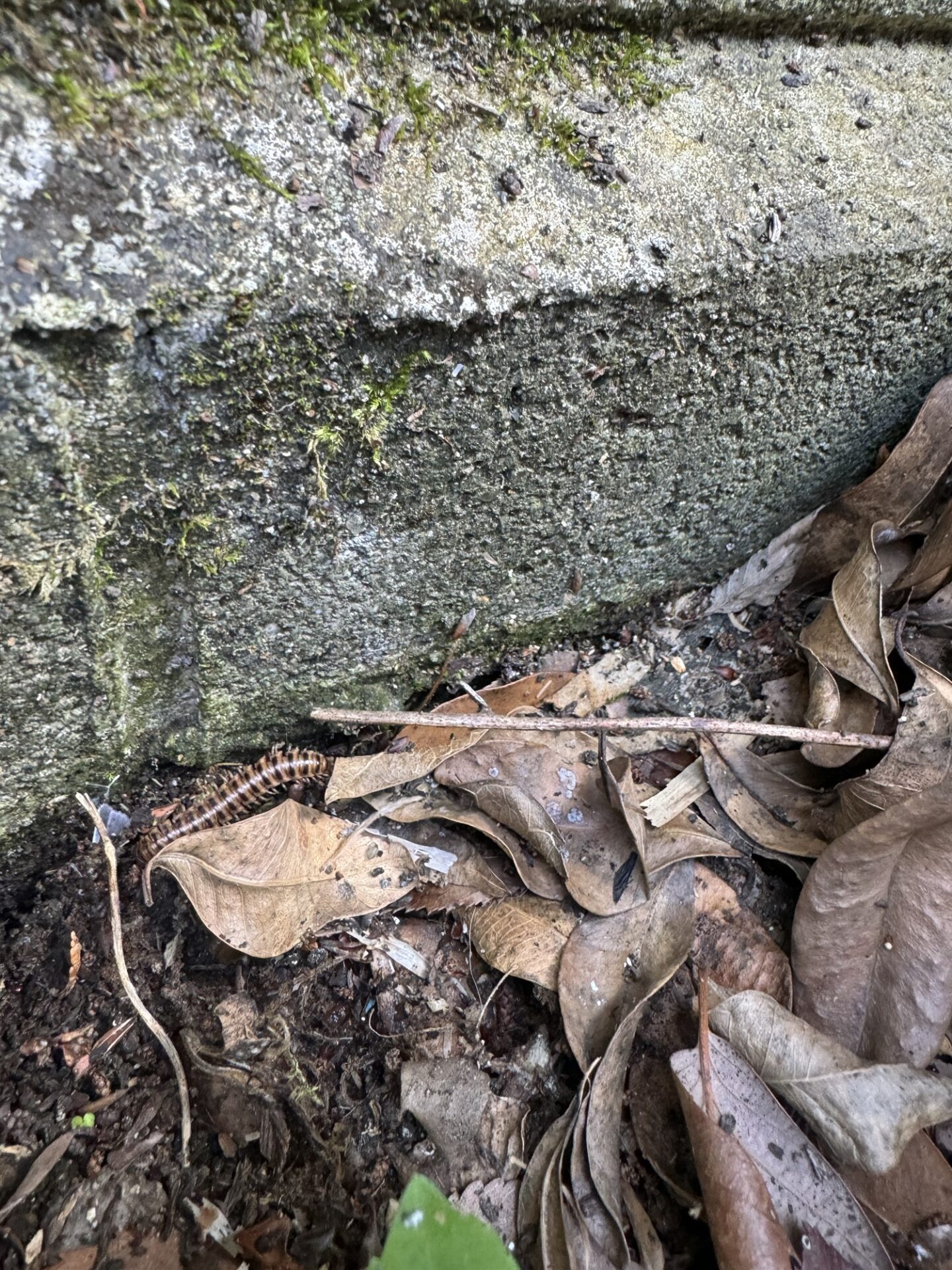 生きているヤスデ